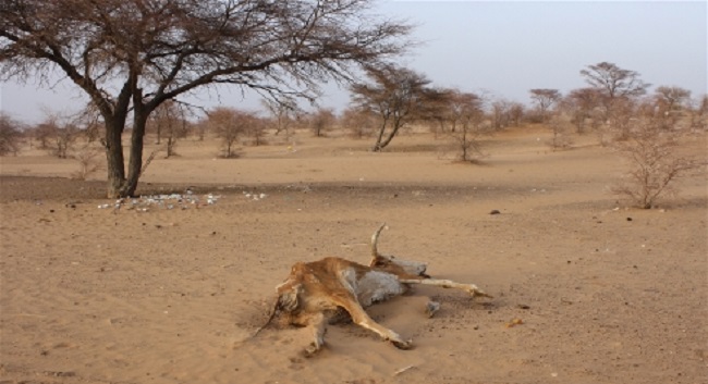Carcasses dot the sandy landscape in southern Mauritania's Hodh El Chargui region, where a lack of rain has affected both wild vegetation growth and crops. Photo: Jaspreet Kindra/IRIN