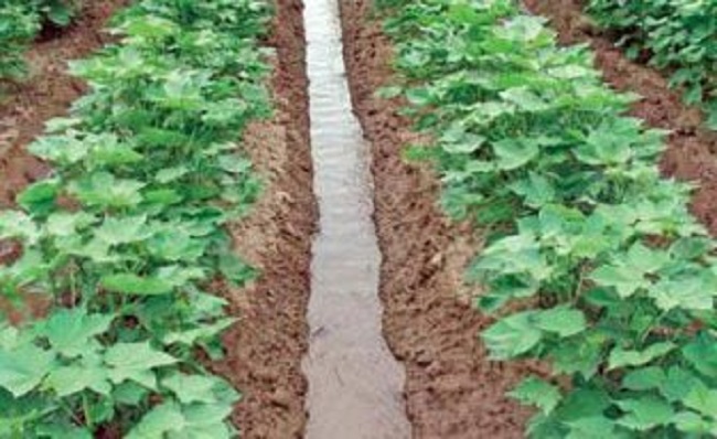 A pilot diary and potato programme in Eritrea with the collaboration of Irish NGOs Vita, Teagasc, Gorta and Séamus Crosse are part of the ambitious, large scale national potato and diary programme